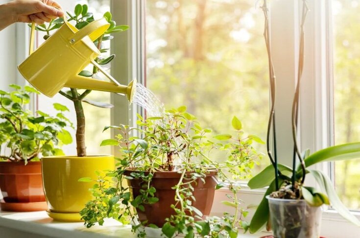 10 Gorgeous and Easy Houseplants with Health Benefits