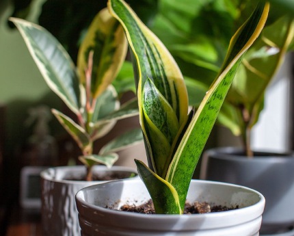 Snake plant