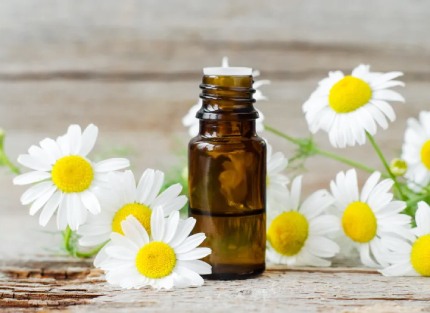 Chamomile oil