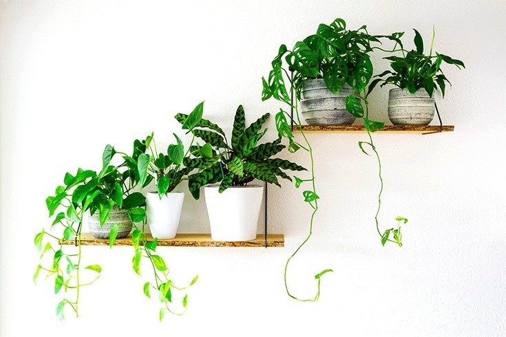 Enhance your interior design with plants