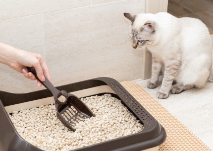 Cat Litter Box Cleaning