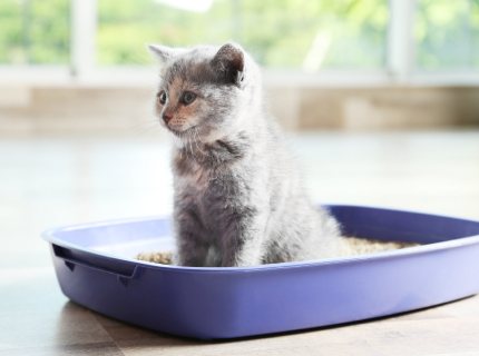 Cat litter box