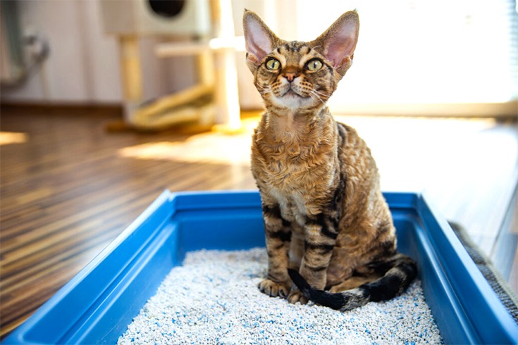 How to Get Rid of the Smell of Cat Litter at Home
