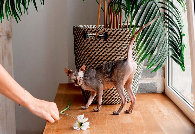 Cat near a plant