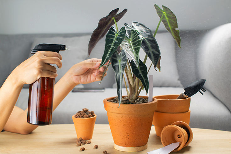 Dust off Houseplants