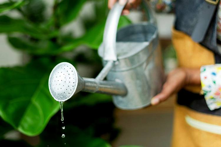 Overwatering a plant