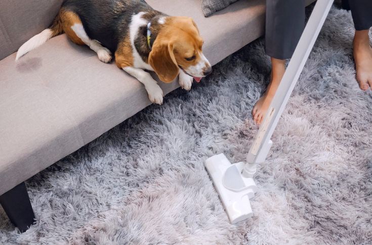 Steps to Get Rid of Pet’s Dirt from Furniture and Carpets at Home